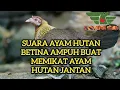 Download Lagu suara ayam hutan betina birahi, suara ayam hutan betina, suara pikat ayam hutan, ayam hutan,