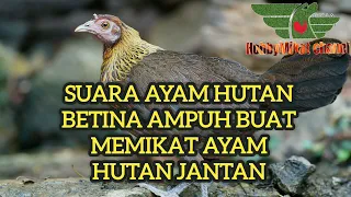 Download suara ayam hutan betina birahi, suara ayam hutan betina, suara pikat ayam hutan, ayam hutan, MP3