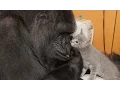 Video di Meet Koko's New Kittens