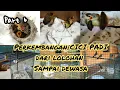 Download Lagu perkembangan burung cici padi dari lolohan sampai dewasa,part 6
