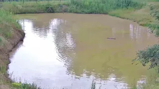 Медведь Том