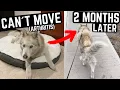 HOW I TREATED MY DOG S ARTHRITIS FAST without drugs or painkillers