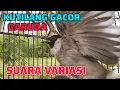 Download Lagu KUTILANG GACOR FULL ISIAN VARIASI GARUDA PALING DICARI UNTUK MASTERAN
