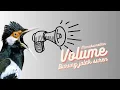 Download Lagu Cara memaksimalkan volume burung jalak suren