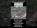 Download Lagu kumpulan suara PIKAT di koleksi VIDEO PANJANG | burung puyuh ladang