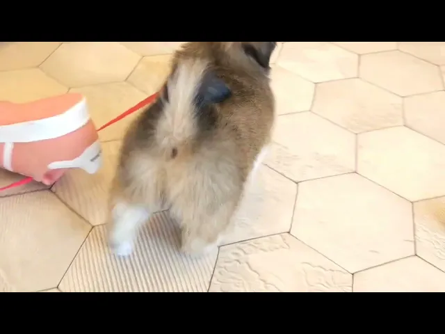 動画