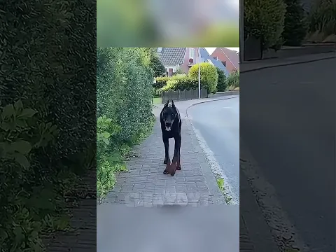 Animals Cant Be Sussy 💀🗿