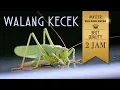 Download Lagu MASTER WALANG KECEK, untuk master LOVEBIRD