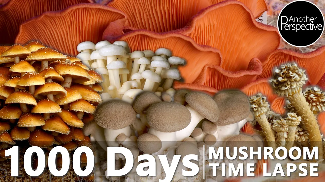 1000 Days Mushroom Growth Time Lapse | Another Perspective