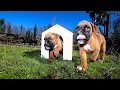 Boxer Dog Puppies How to Care for Them