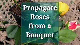 Download Propagate Roses from a Bouquet MP3