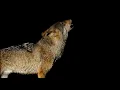 STUNNING Footage of Wolves Howling Compilation