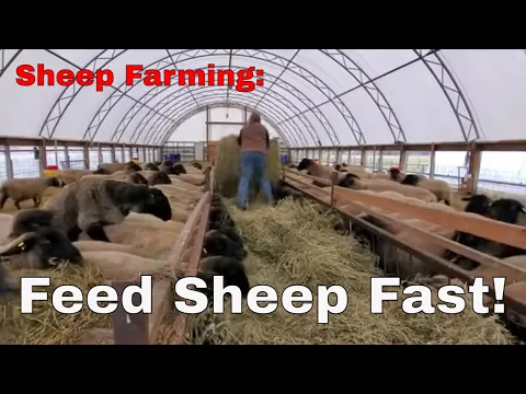 Download MP3 Sheep Farming - Quick, Easy & Simple Way To Feed Sheep