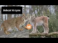 Bobcat Vs Lynx Learn the Difference