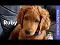 Ruby the Sleep Puppy