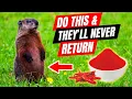 Easiest Way to Get Rid of Pesky Groundhogs from Your Property FAST