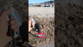 #fyp #dream #doberman #pets #vlog