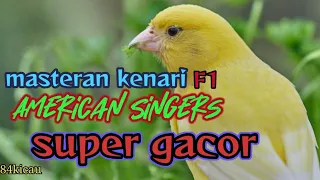 Download MASTERAN KENARI F1 AMERICAN SINGERS||SUPER GACOR MP3