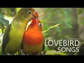 Download Lagu Lovebird Sounds -  Parblue and Euwing Opaline (Feb. 2023)