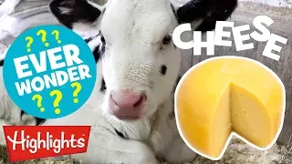 Download 🧀Did You Ever Wonder How Cheese Is Made 🧀| Highlights Kids MP3