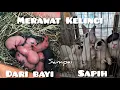 Download Lagu CARA MERAWAT BAYI KELINCI BARU LAHIR SAMPAI SIAP DI SAPIH DARI INDUKNYA