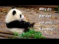 Why Do Pandas Only Eat Bamboo