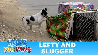 Weird behavior I have never seen on a dog rescue. 🤔🤔🤔