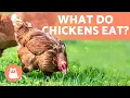 What do CHICKENS Eat - All About Feeding HENS