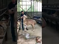 Download Lagu kita sebut saja KAMBING BOKONG SEMOK #shorts #kambing