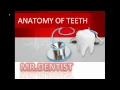Download Lagu TOOTH ANATOMY - ALL ABOUT TEETH !!