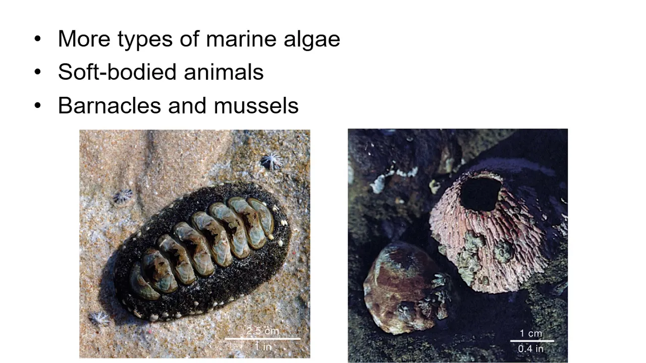 Benthic Communities (OCE-1001)