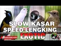 Download Lagu MASTERAN SPESIAL SUPER EXOTIC SLOW KASAR SPEED KOMPILASI MEWAH UNTUK SEMUA BURUNG MURAI, CUCAK IJO