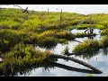 bolsa chica wetlands