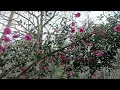 Download Lagu Camelia March 2024 UK
