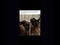 Lost pets Victoria Tx Jan 2023