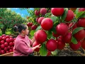 Download Lagu Harvesting Red Plums Out of Season and Bringing Them to Market for Sale, Making Bamboo Trellis