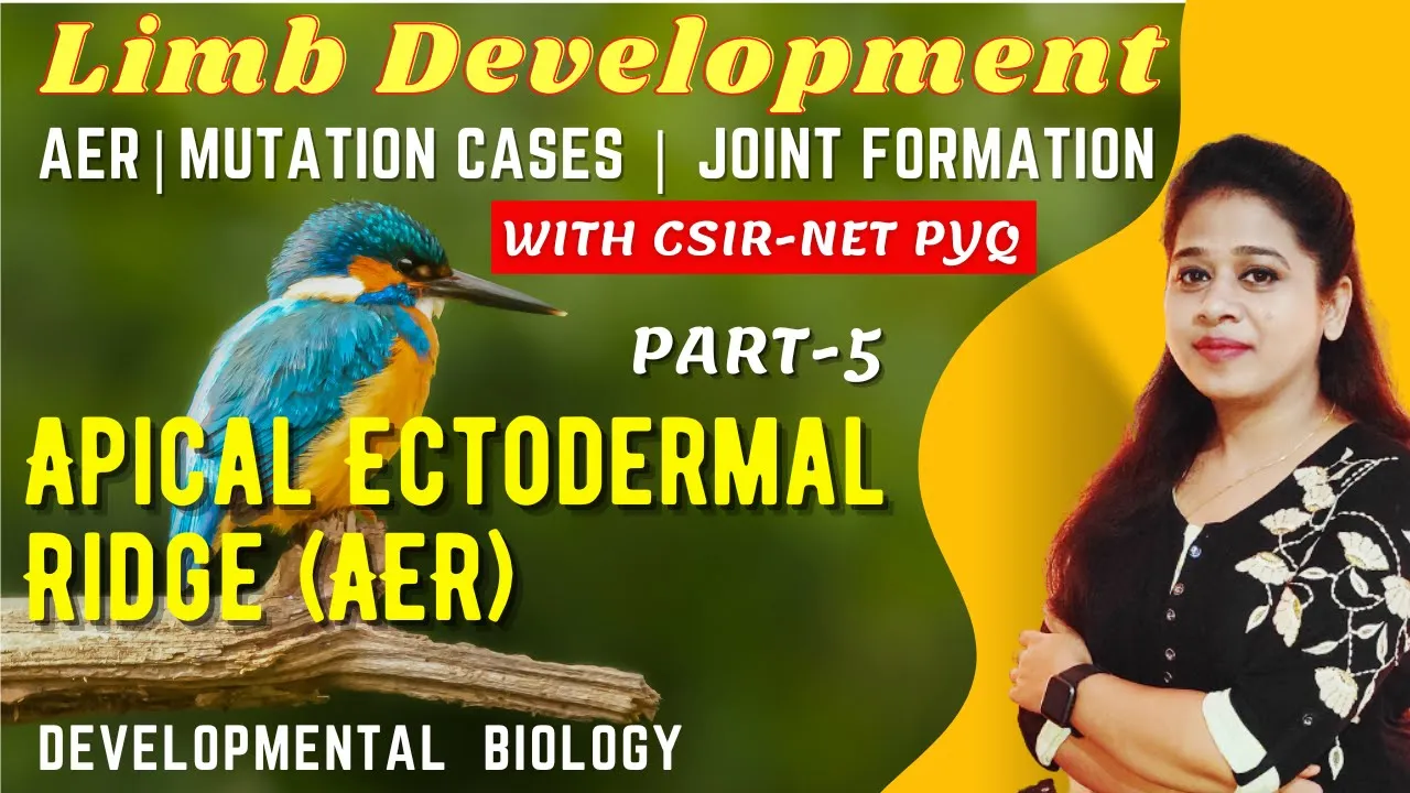 Limb Development in Vertebrates Part-5 | Apical Ectodermal Ridge (AER) | Joint Formation | CSIR-PYQs