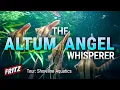 Download Lagu He Breeds 1000’s of THE HOLY GRAIL OF FISH