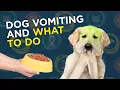 Dog Vomiting and What to Do