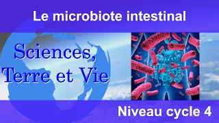 Le microbiote intestinal