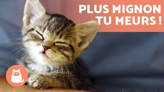 s de CHATONS Mignons droles rigolos et adorables