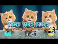 Download Lagu TANG TING TUNG KUCING JOGET LUCU TERBARU