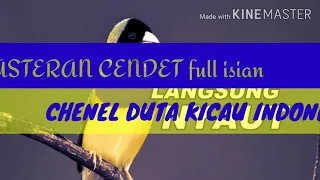 masteran cendet full isian