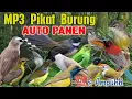 Download Lagu Belum Sampai 2 Menit Sudah Panen Burung Aja #pikatampuh 