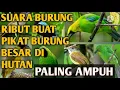 Download Lagu suara burung ribut ANDALAN yang terbukti ampuh 💯% pikat burung di mana saja