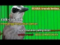 Lagu SUARA PANGGILAN TRUCUKAN BETINA PANCINGAN UNTUK JANTAN BAKALAN /OMBYOKAN dan MALAS BUNYI TRucukbahan