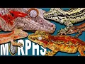 Gargoyle Gecko Morph Guide