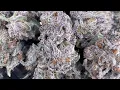 Oreoz cannabis fire weed