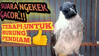 suara kutilang gacor isian mewah cocok untuk masteran burung kutilang pycnonotus aurigaster