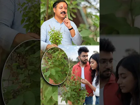 आंखों की रोशनी 15 गुणा बढ़ाने के लिए तुलसी का आयुर्वेदिक रामबाण उपाय | रोज़ 5 पत्ते ऐसे खाएं |